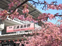 三浦海岸駅と河津桜