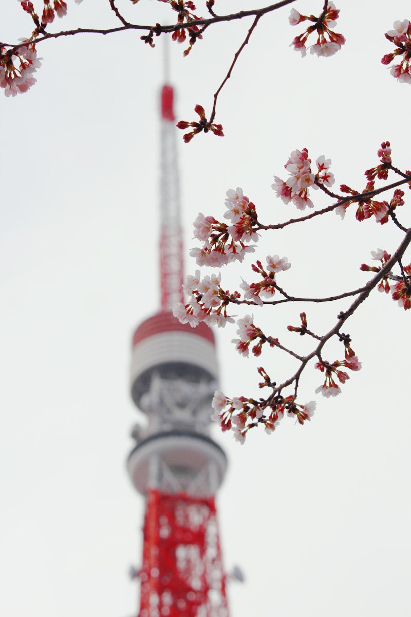 芝公園＆増上寺の桜2021東京タワーのライトアップとマリアージュ！