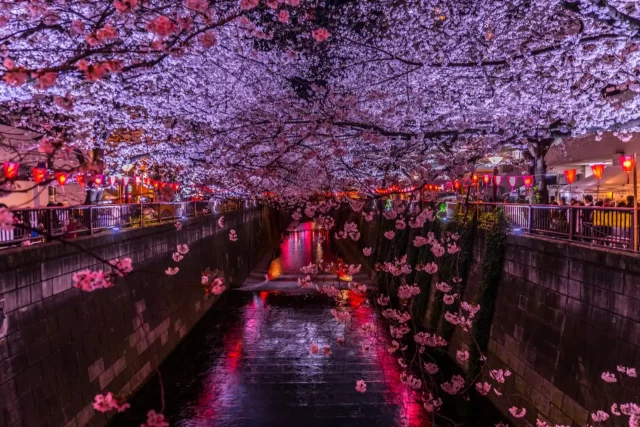 目黒川の桜の見所、お花見クルーズやライトアップをご紹介！